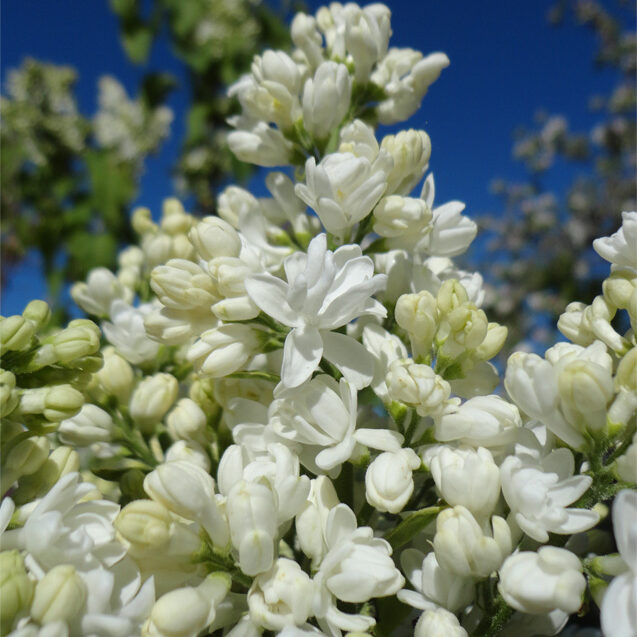Syringa vulgaris (Lilac)