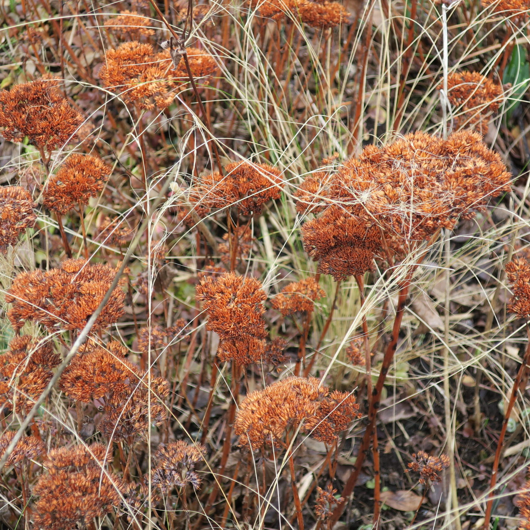 Seed heads and dormant grasses add winter beauty