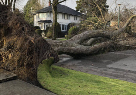 storm damaged street tree